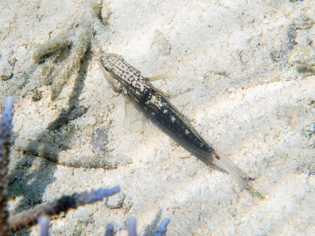 Halfbarred Goby