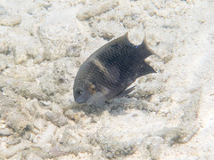 Chrysiptera biocellata