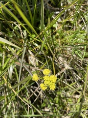 Lomatium bradshawii