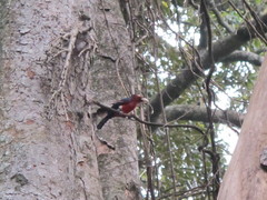 Lybius bidentatus