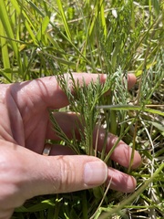 Lomatium bradshawii