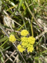 Lomatium bradshawii