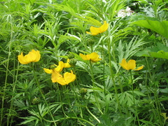 Trollius riederianus