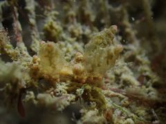 Eubranchus rubropunctatus