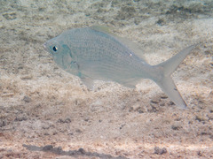 Gerres longirostris