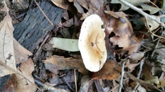 Russula pectinatoides