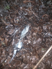 Merluccius merluccius