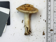 Russula pectinatoides