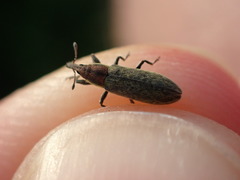 Lixus filiformis