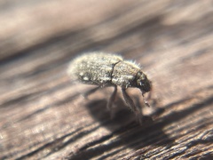 Microlarinus lareynii