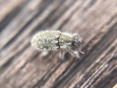 Microlarinus lareynii