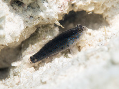 Asterropteryx semipunctata