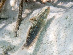 Amblygobius semicinctus