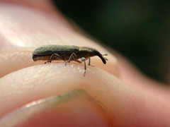 Lixus filiformis
