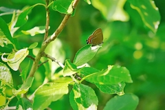Satyrium pruni