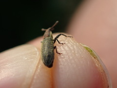 Lixus filiformis