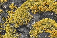 Polycauliona verruculifera