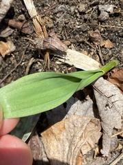 Allium tricoccum