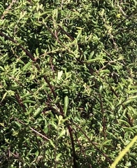 Lonicera subspicata subspicata