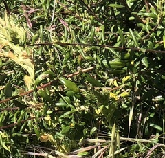 Lonicera subspicata subspicata
