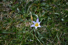 Romulea bulbocodium