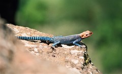 Agama lionotus
