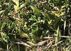 Lonicera subspicata subspicata