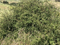 Lonicera subspicata subspicata