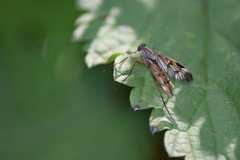Rhagio atlanticus