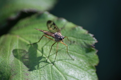 Rhagio atlanticus