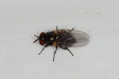 Neosilba