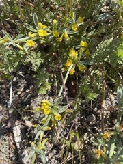 Acmispon procumbens