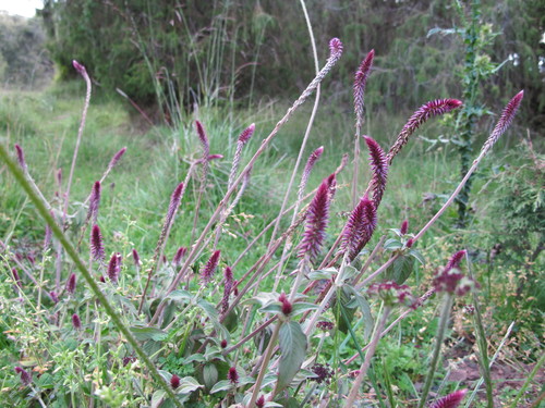 Celosia argentea image