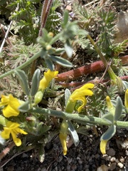 Acmispon procumbens