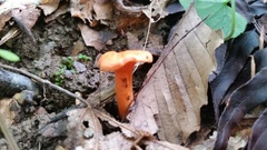 Cantharellus corallinus