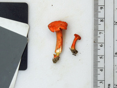 Cantharellus corallinus