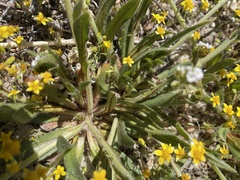 Plagiobothrys arizonicus