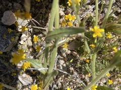 Plagiobothrys arizonicus