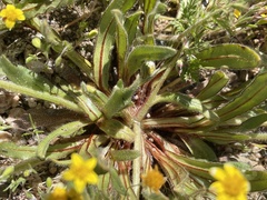 Plagiobothrys arizonicus