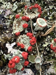 Cladonia coccifera