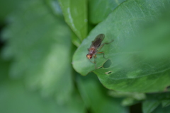 Norellisoma spinimanum