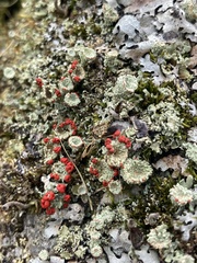 Cladonia coccifera