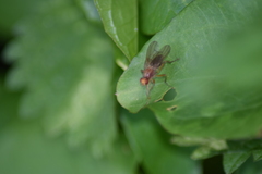 Norellisoma spinimanum
