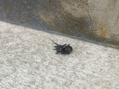 Steatoda autumnalis