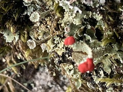 Cladonia coccifera