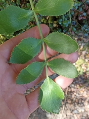 Gingidia montana
