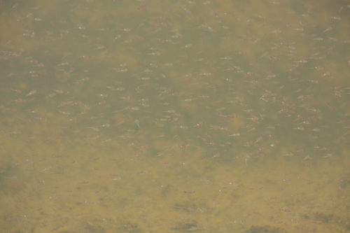 Artemia salina