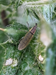 Epimeces