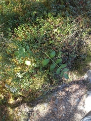 Gingidia montana