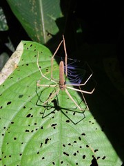 Deinopis longipes